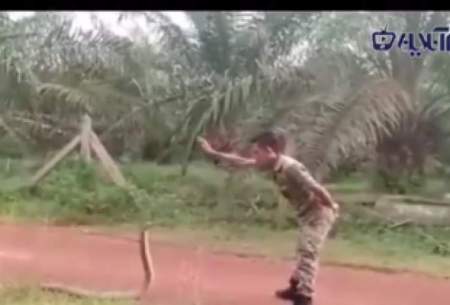 ترفند ویژه یک سرباز برای گرفتن مار کبری