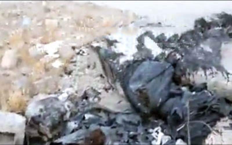 فاجعه در تهران؛سوزاندن سگ‌ها در کیسه زباله