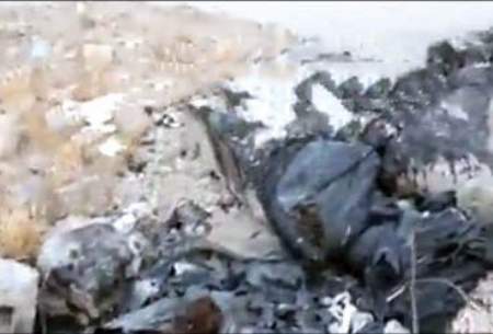 فاجعه در تهران؛سوزاندن سگ‌ها در کیسه زباله