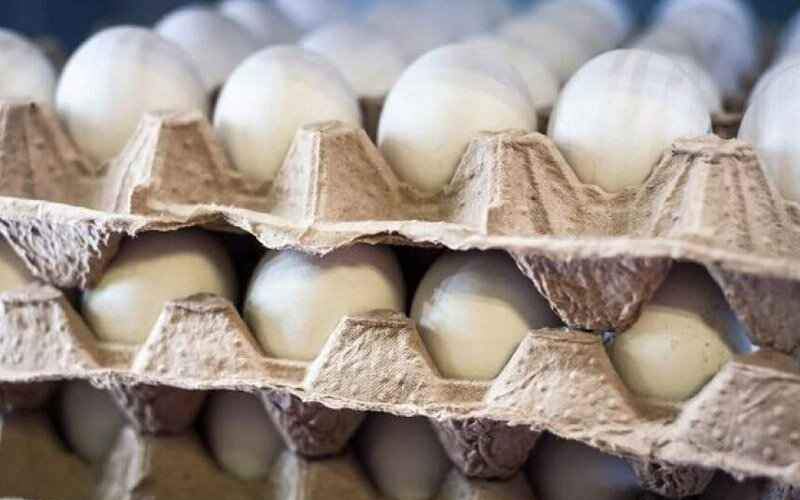 بازار مرغ و تخم‌مرغ روی آرامش را می‌بیند؟