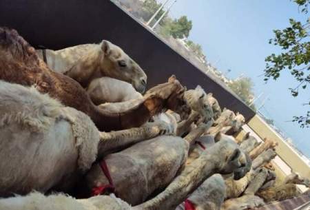 شتران قطری مسافران پرحاشیه گمرک ایران
