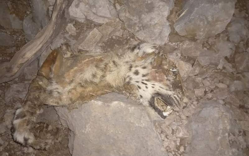 مرگ دردناک پلنگ ایرانی در کوه حاتم
