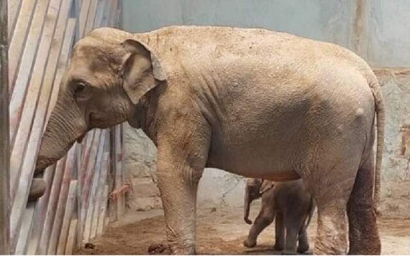 آخرین وضعیت بچه فیل ارم و گورخر صفادشت