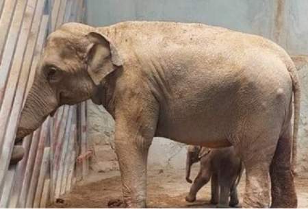 آخرین وضعیت بچه فیل ارم و گورخر صفادشت