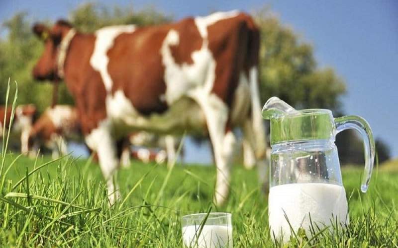قیمت شیر خام چقدر گران شد؟