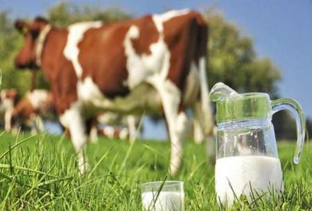 قیمت شیر خام چقدر گران شد؟
