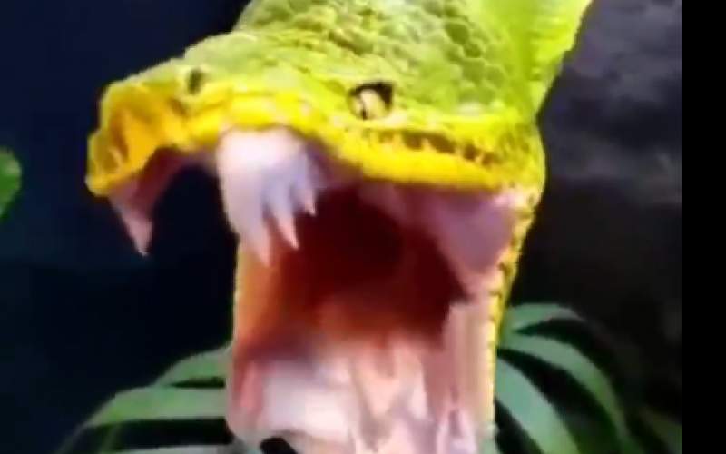 ویدئویی جالب از لحظه خمیازه کشیدن یک مار
