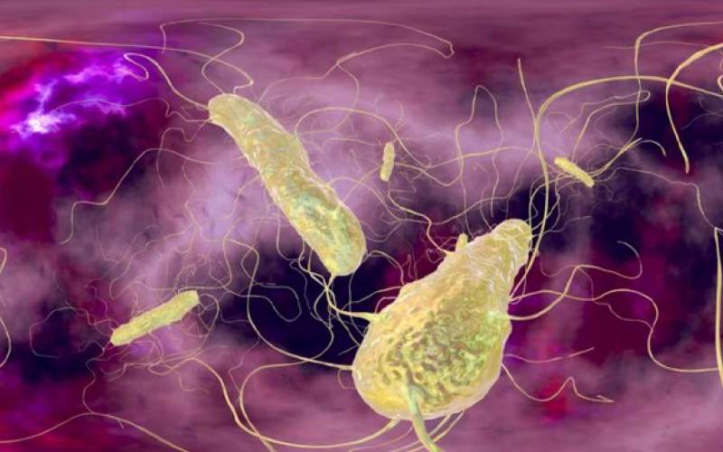 کنترل باکتری روده با کمک یک رژیم غذایی