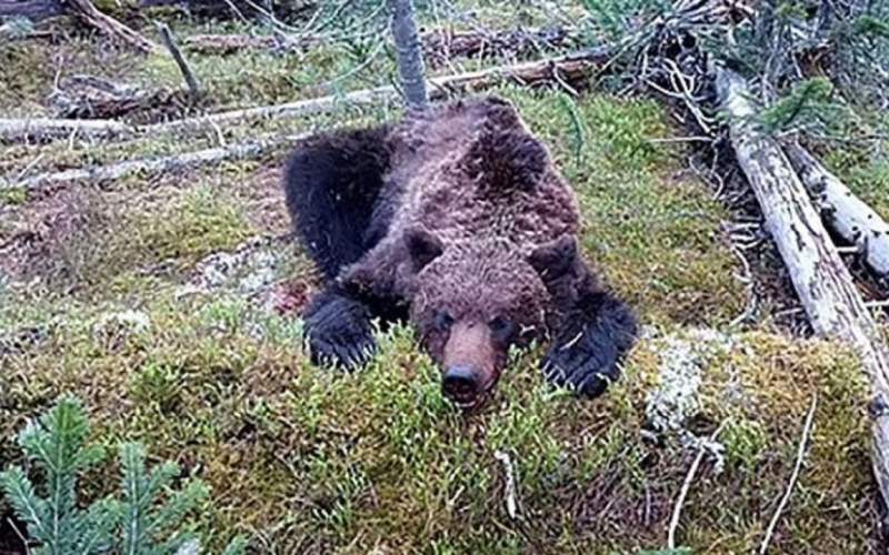 خرس یک نوجوان ۱۶ ساله روسی را خورد