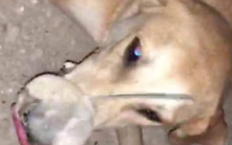 قتل عام تلخ سگ‌ها با دهان بسته!/عکس