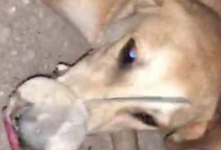 قتل عام تلخ سگ‌ها با دهان بسته!/عکس