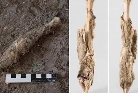 کشف گوسفند مومیایی ۱۶۰۰ساله در زنجان