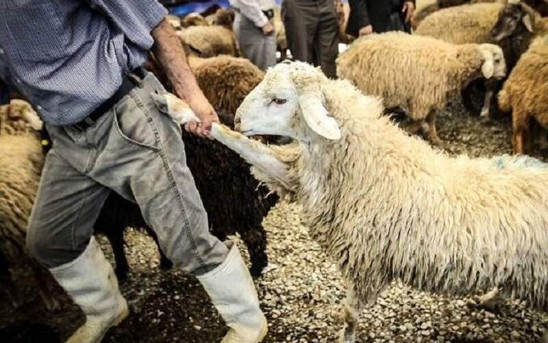 سرقت مسلحانه ۴۰۰ گوسفند از دامداری