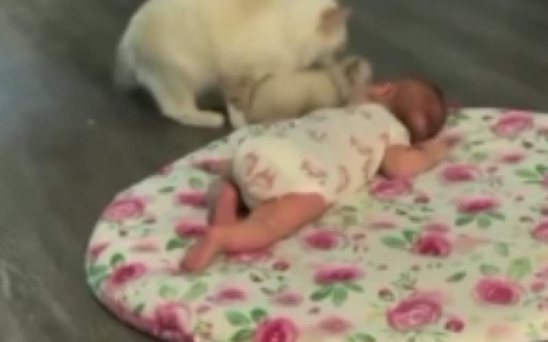 تلاش یک گربه برای ایجاد رابطه دوستانه با نوزاد