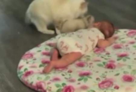 تلاش یک گربه برای ایجاد رابطه دوستانه با نوزاد