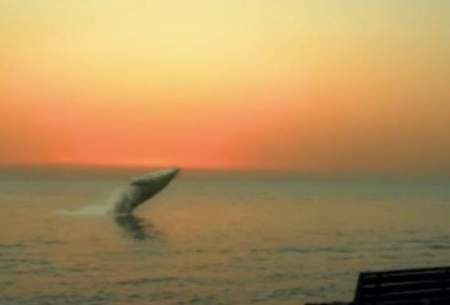 ماجرای حضور نهنگ در ساحل بوشهر چه بود؟