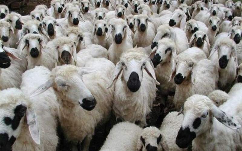 قیمت گوسفند در عید قربان مشخص شد