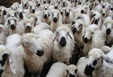 قیمت گوسفند در عید قربان مشخص شد