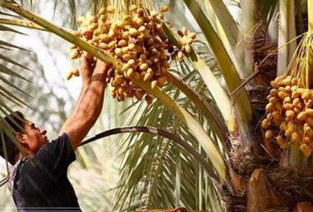 کاهش  ۱۵درصدی تولید خرمای مضافتی در کشور