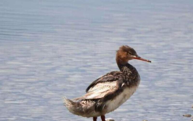 یک گونه کمیاب اردک در هورالعظیم مشاهده شد