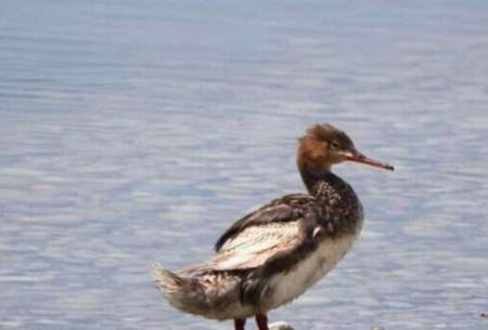 یک گونه کمیاب اردک در هورالعظیم مشاهده شد
