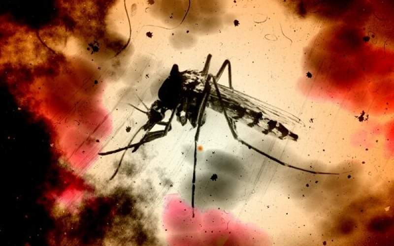 اولین واکسن mRNA مالاریا از راه می رسد