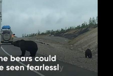 باج‌گیری خرس‌ها از رانندگان در جاده/فیلم