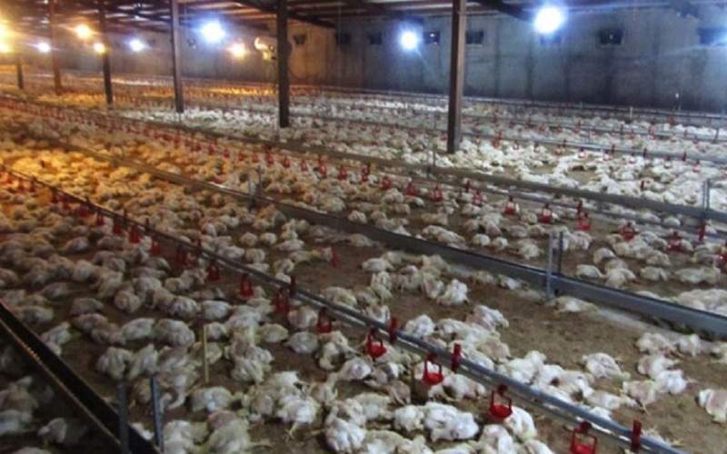 تلفات گسترده مرغ‌ها به دلیل گرسنگی!