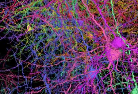 ترسیم نیم میلیارد اتصال در بخشی از مغز موش