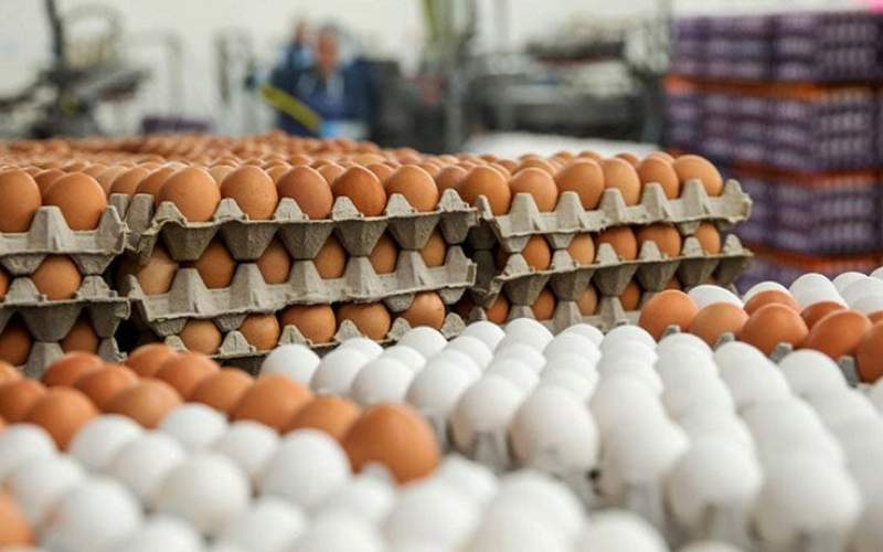 افزایش ١۶ برابری قیمت شانه کاغذی تخم مرغ