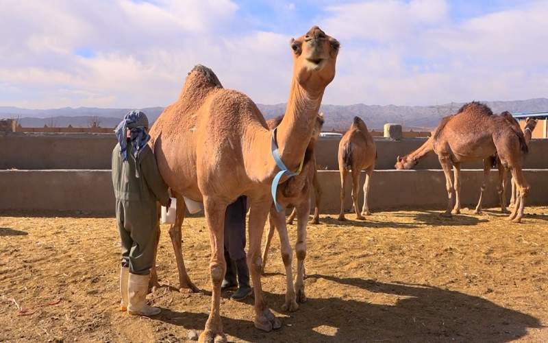 سود آوری ۵ برابری شترداری صنعتی در دنیا