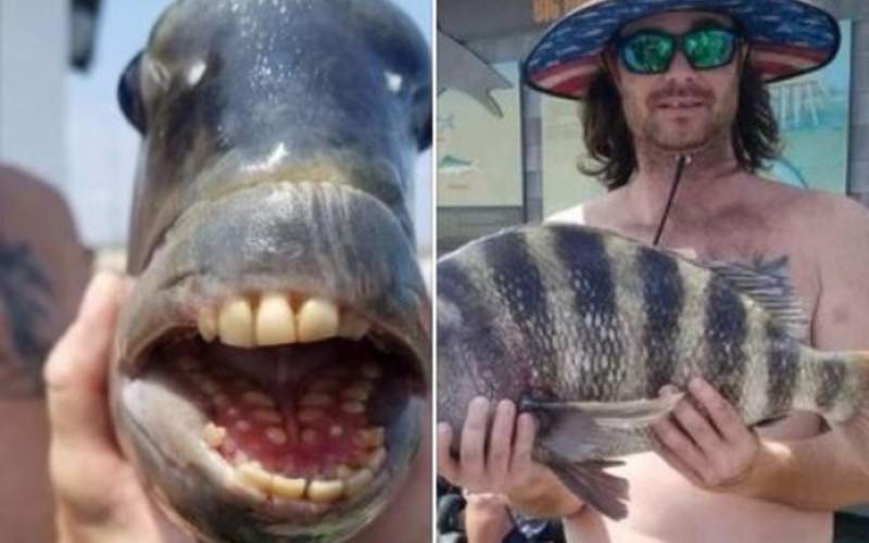 ماهی کمیابی با دندان‌هایی شبیه انسان