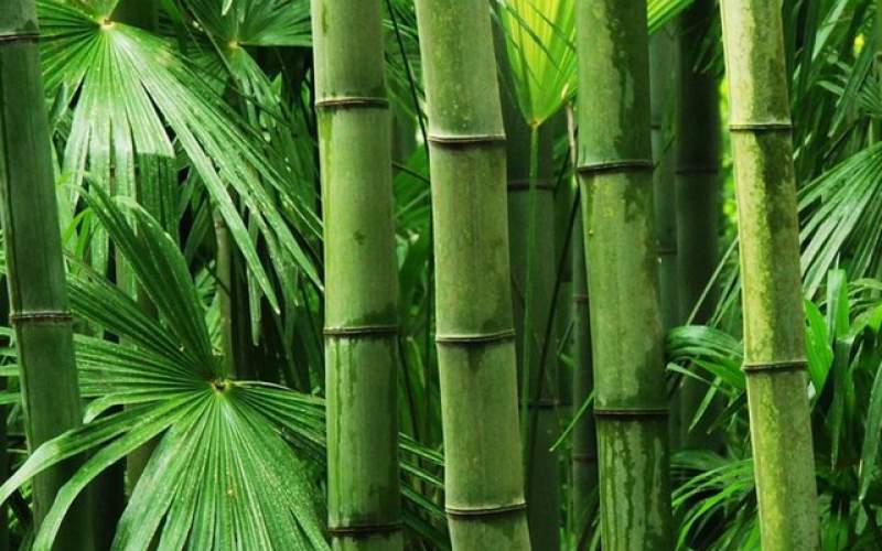 ابداع باتری‌های کارآمد با الهام از گیاه بامبو