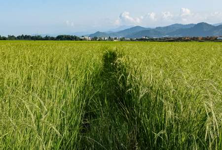 مزارع برنج در شهرستان مرزی آستارا  <img src="https://cdn.baharnews.ir/images/picture_icon.gif" width="16" height="13" border="0" align="top">