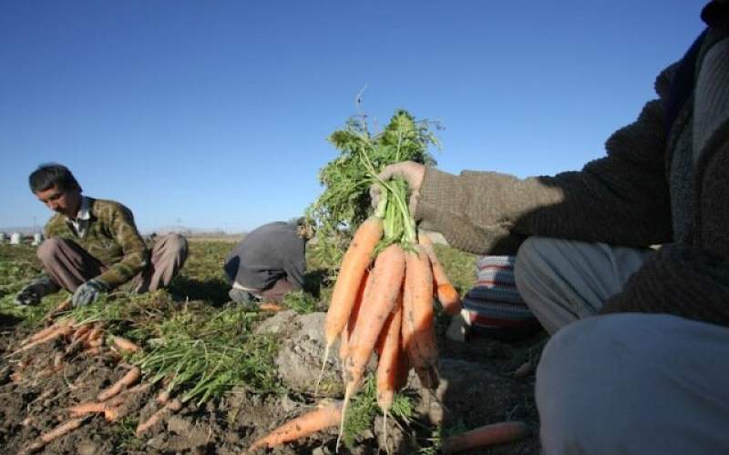 قیمت هویج بالاتر از عرف معمول است