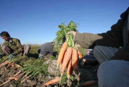 قیمت هویج بالاتر از عرف معمول است