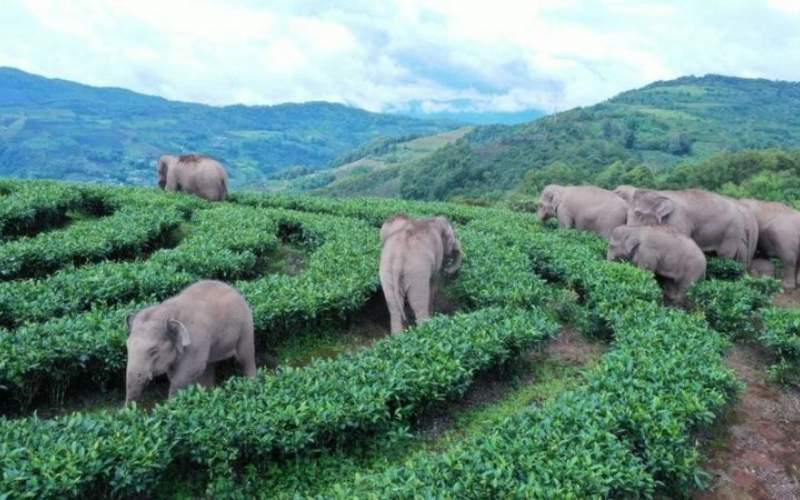 تخلیه ساکنان منطقه‌ای  برای عبور فیل‌ها