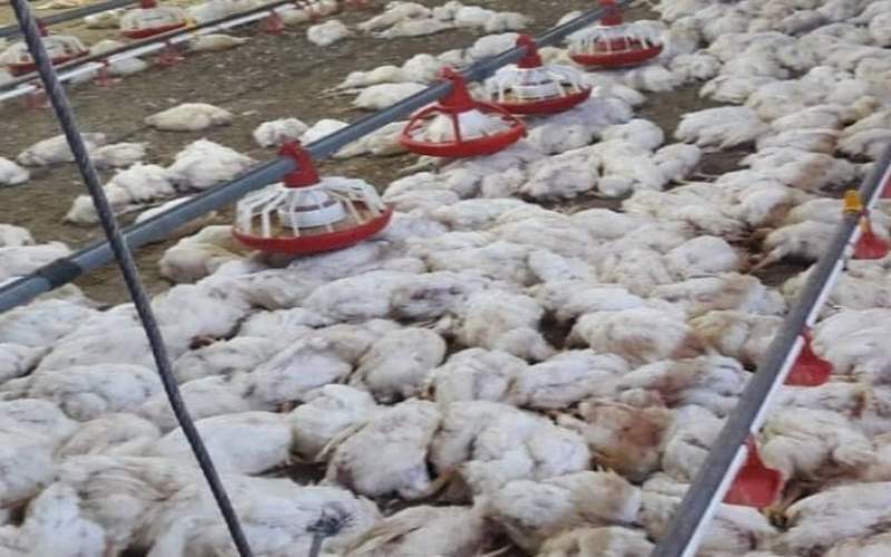 تلفات گسترده مرغ در مرغداری‌های ایران