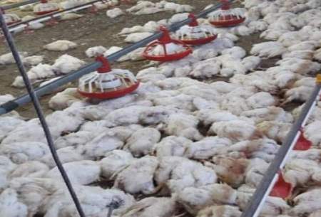 تلفات گسترده مرغ در مرغداری‌های ایران