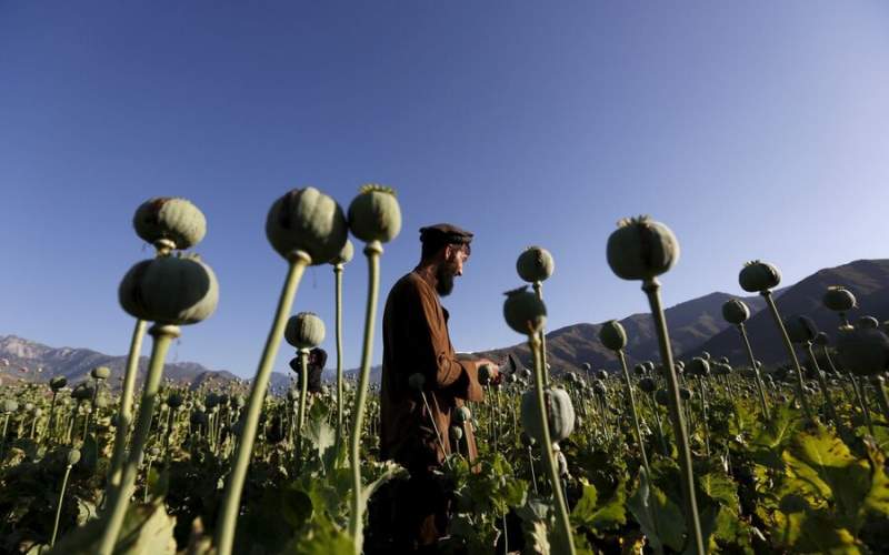 رشد ۳۷درصدی کشت خشخاش در افغانستان