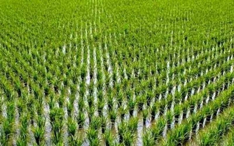 کاهش ۴۰ درصدی کشت برنج در گلستان