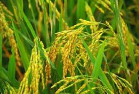گیلان بزرگترین استان تولید کننده برنج بومی در کشور