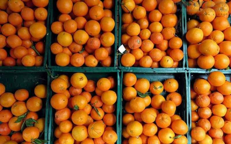 کاهش ۳۰ درصدی تولید پرتقال