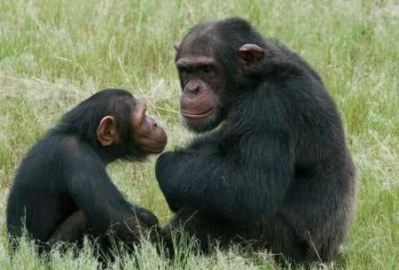 میمون‌ها مانند‌انسان‌ها سلام و‌خداحافظی می‌کنند