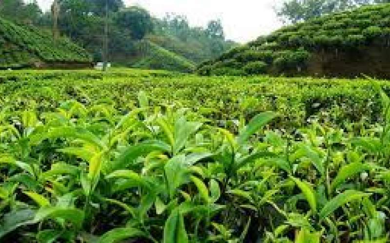 تولید چای در کشور ۲۵ درصد افزایش یافت