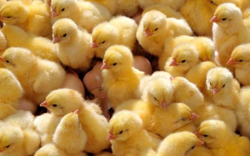 بسیاری از مرغداران به فکر ترک تولید افتادند