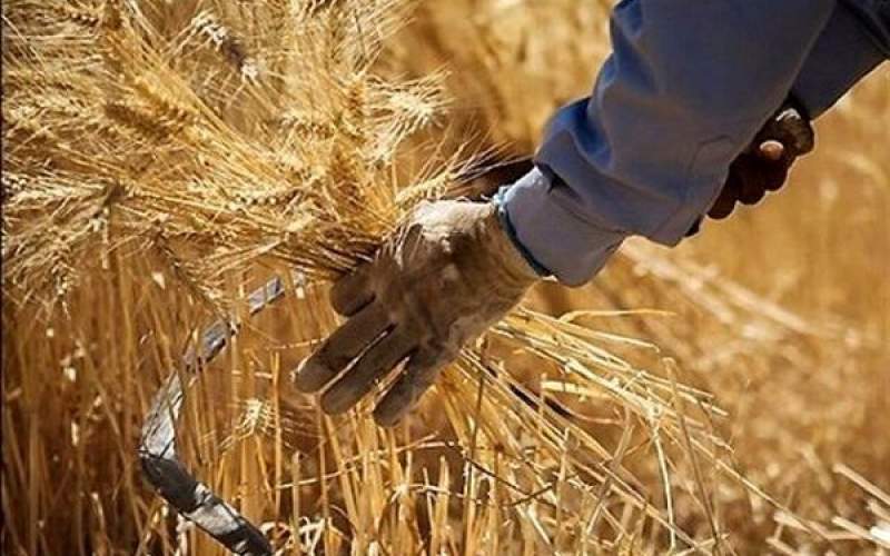نیاز کشور به واردات ۵ میلیون تن گندم