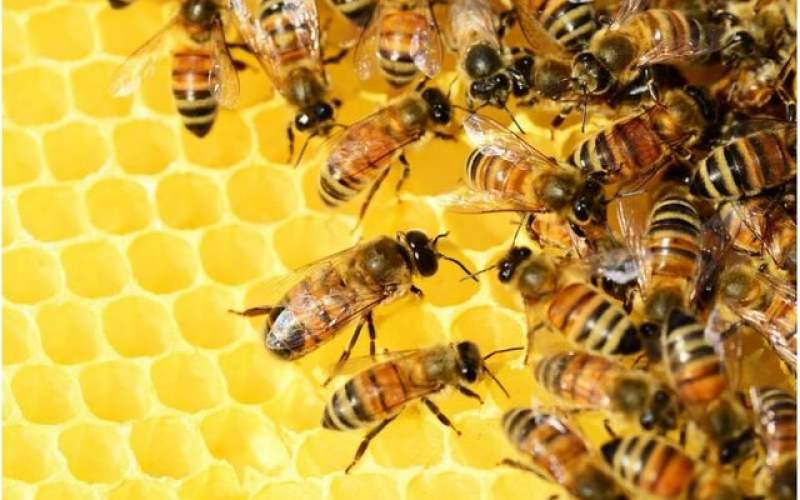 گرانی شکر دامن صنعت زنبورداری را هم گرفت