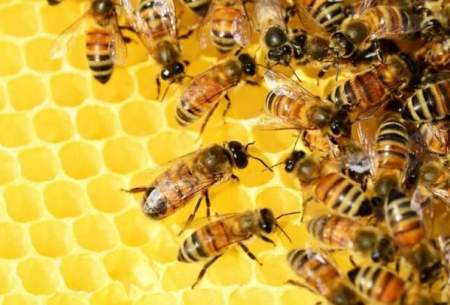 گرانی شکر دامن صنعت زنبورداری را هم گرفت