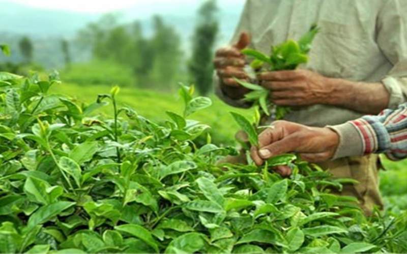 خرید برگ سبز چای از ۱۱۹ هزار و ۵۹۶ تن گذشت